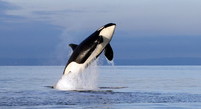 Great-White-Whale