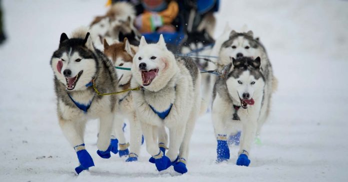 Iditarod-01