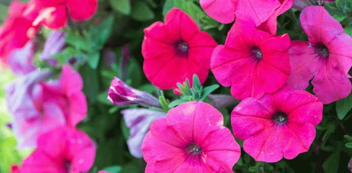 literacygradenflowers