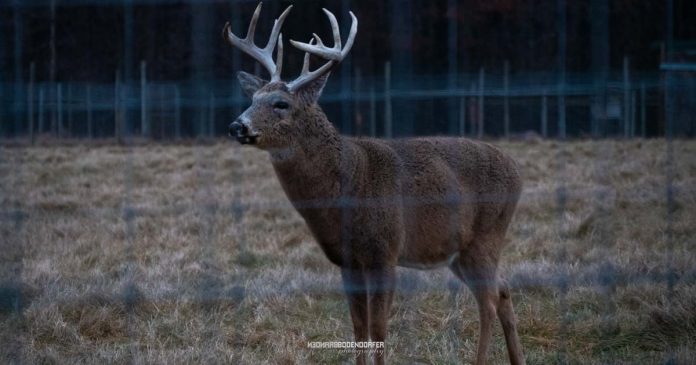 2018Deer-Male-Buck10