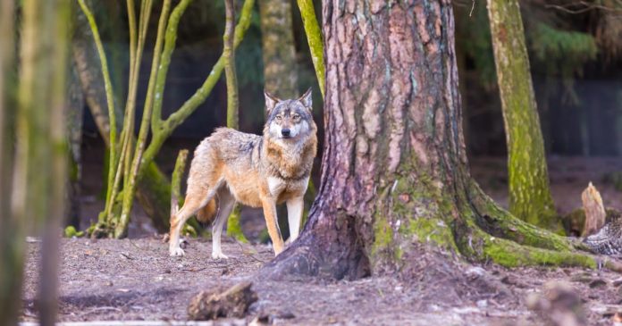 grey-wolf-onfocus