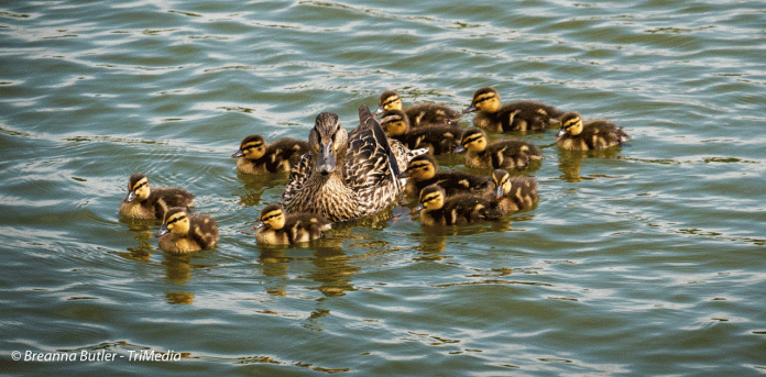 ducks-wildlife