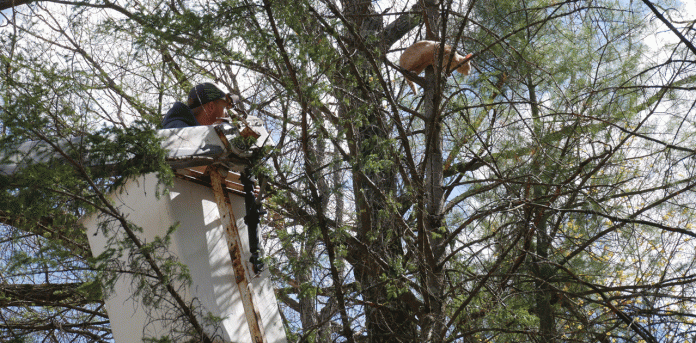 Cat-Rescue
