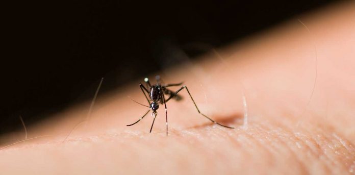 mosquito