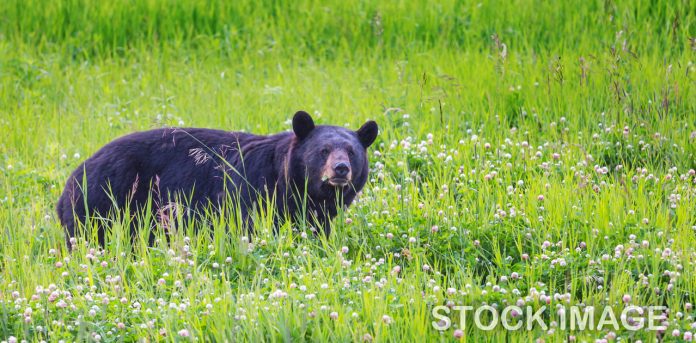 black-bear-stock-image