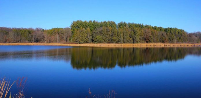 canva-trees-along-the-lake_crop