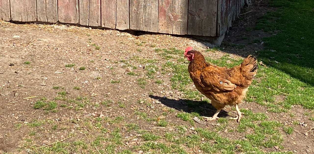 Council to Discuss Backyard Chicken Ordinance at August Meetings OnFocus