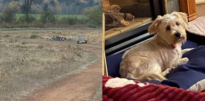 Dog-Rescued
