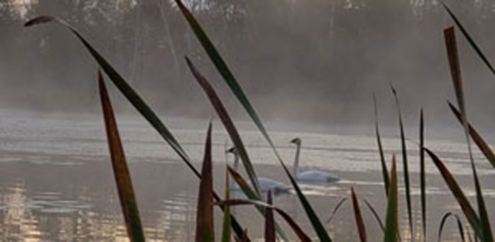 TO-Oct3rd_SwansCOVER