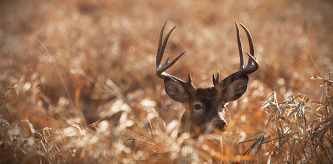 DNR Confirms CWD In Two Additional Wild Deer Harvested In Marathon