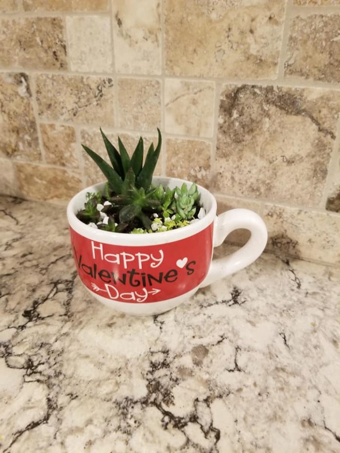 Succulent3