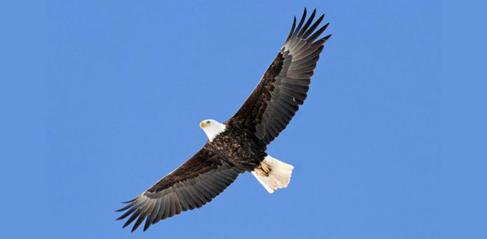 bald-eagle-watching-sauk-prairie-wisconsin where to see bald eagles in wisconsin