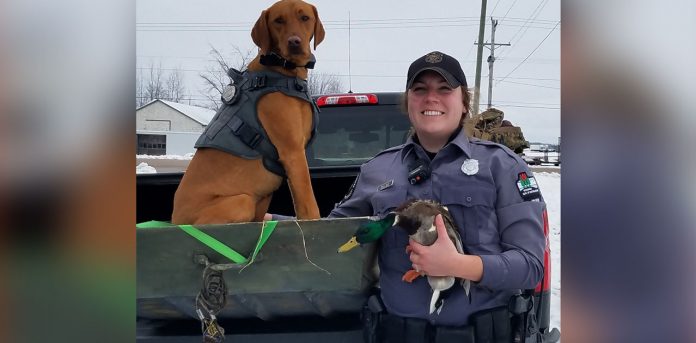 duck-rescue-wildwood