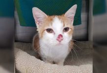 Marshfield Area Pet Shelter Pet of the Week: Sriracha