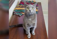 Marshfield Area Pet Shelter Pet of the Week: Tina