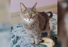 Marshfield Area Pet Shelter Pet of the Week: Buttons