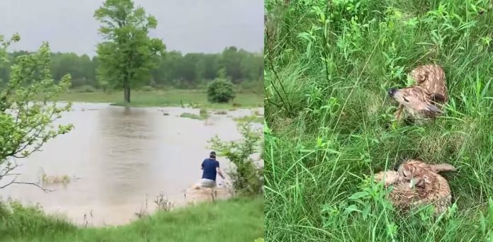 man rescues fawn