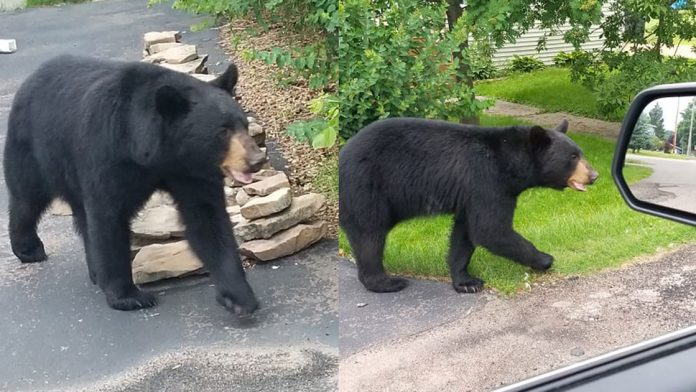 black bear marshfield