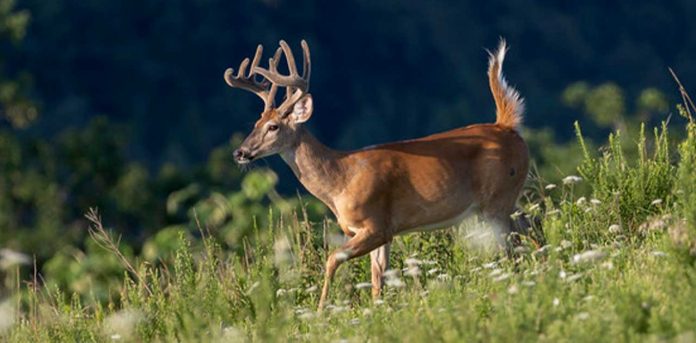 Deer