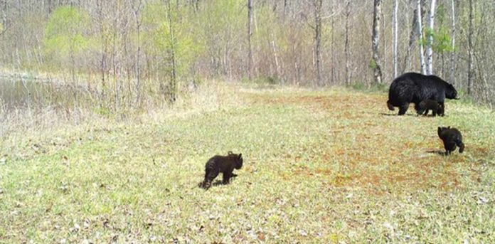 Black-Bear-Den-Wisconsin-DNR