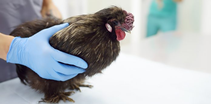 avian-flu-wisconsin avian flu wisconsin