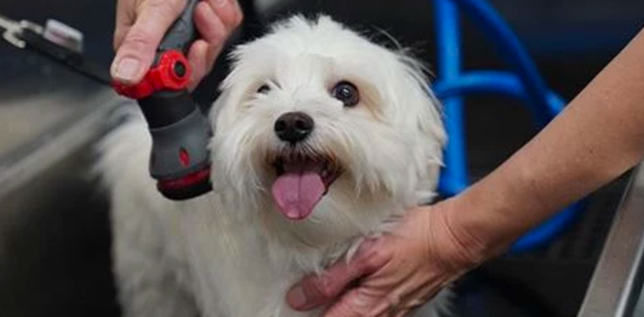 How Often Should You Bathe A Terrier