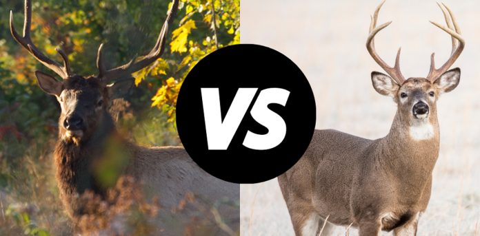 deer-vs-elk deer vs elk