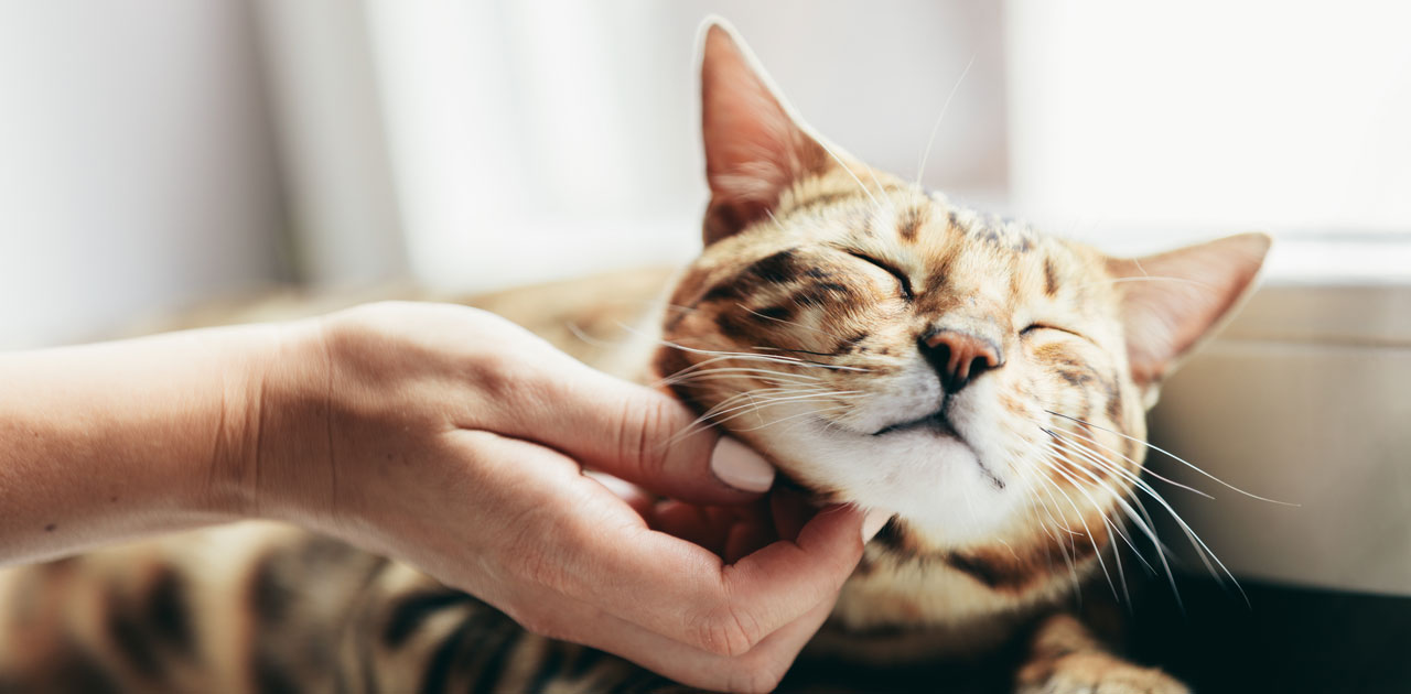 How to Tell if Your Cat Loves You OnFocus