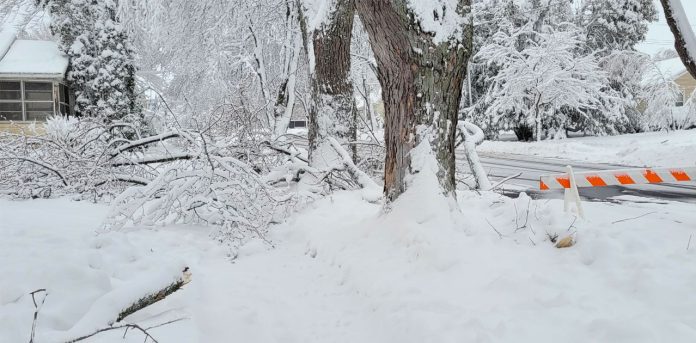 fallen trees marshfield