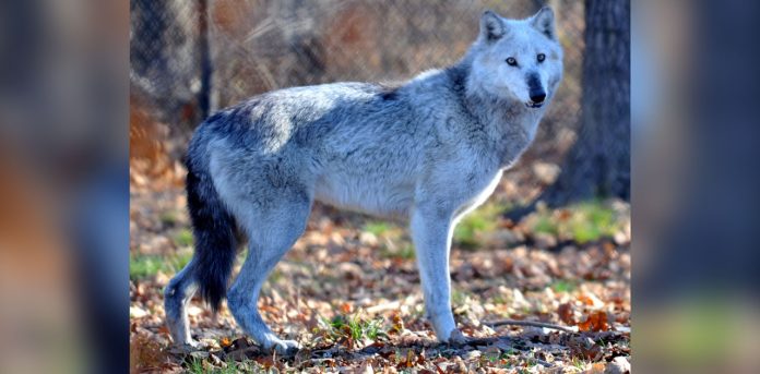 smokey the wolf