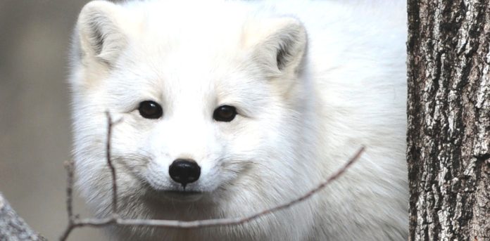 arctic-fox-blizzard-zoo arctic fox blizzard
