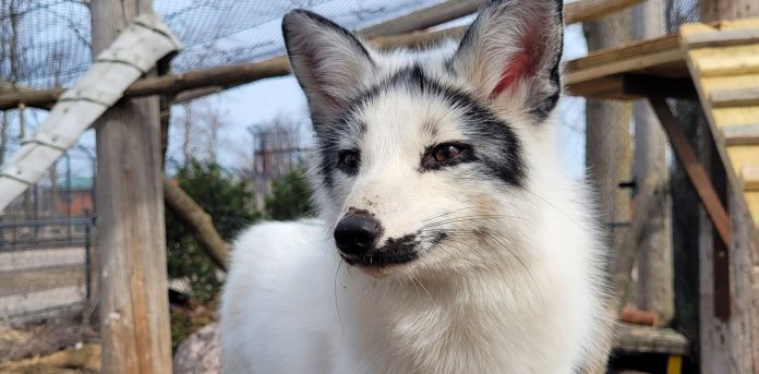 willow-fox-wildwood-marshfield fox wildwood zoo