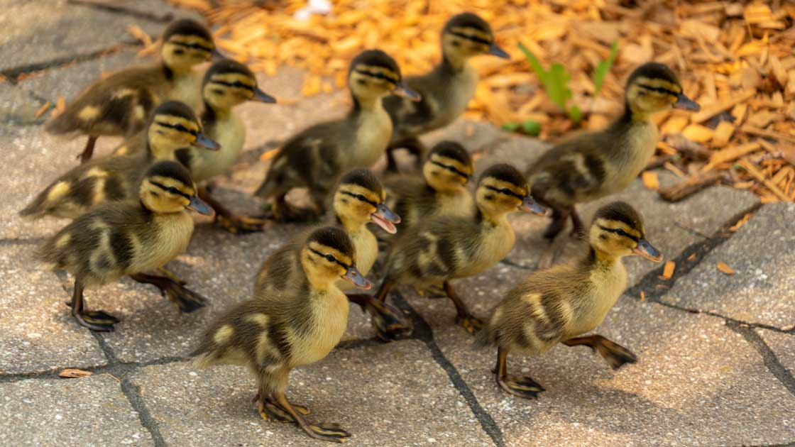 Ducklings Bring Joy to Stoney River Memory Care Residents OnFocus