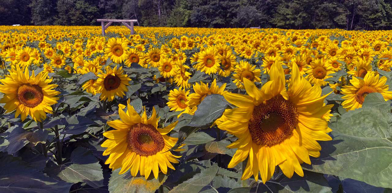 Auburndale Sunflower Field Now in Bloom OnFocus