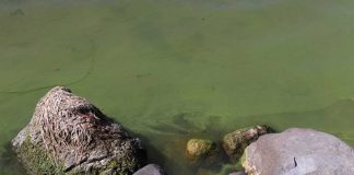 Marathon County Health Department warns of blue-green algae at Big Eau Pleine blue-green algae