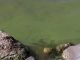 Marathon County Health Department warns of blue-green algae at Big Eau Pleine blue-green algae
