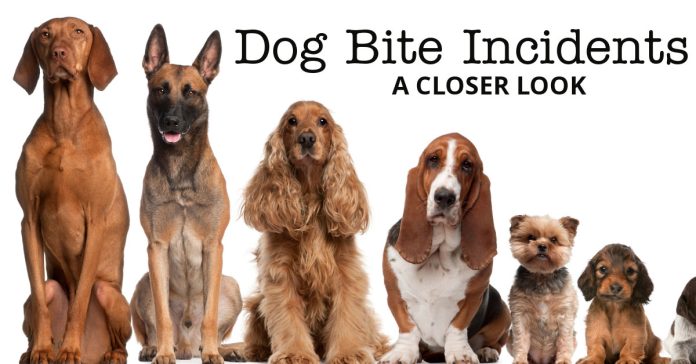 dog bite incidents marshfield