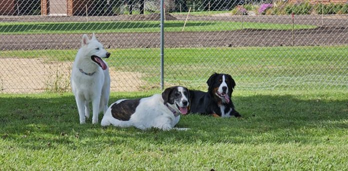 marshfield dog park