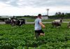 Udderly Unbelievable: Marshfield Police Help Round Up 50 Escaped Cattle Over July 4 Weekend cattle escape
