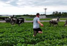 Udderly Unbelievable: Marshfield Police Help Round Up 50 Escaped Cattle Over July 4 Weekend cattle escape