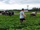 Udderly Unbelievable: Marshfield Police Help Round Up 50 Escaped Cattle Over July 4 Weekend cattle escape