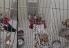 38 Chihuahua Mix Dogs Surrendered Following Animal Welfare Check in Jackson County jackson county chihuahua rescue