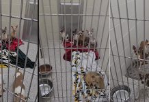 38 Chihuahua Mix Dogs Surrendered Following Animal Welfare Check in Jackson County jackson county chihuahua rescue