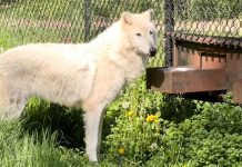 Wildwood Zoo Announces Death of Elderly Timber Wolf “Malakai” Malakai the wolf at Wildwood