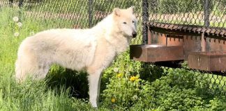 Wildwood Zoo Announces Death of Elderly Timber Wolf “Malakai” Malakai the wolf at Wildwood