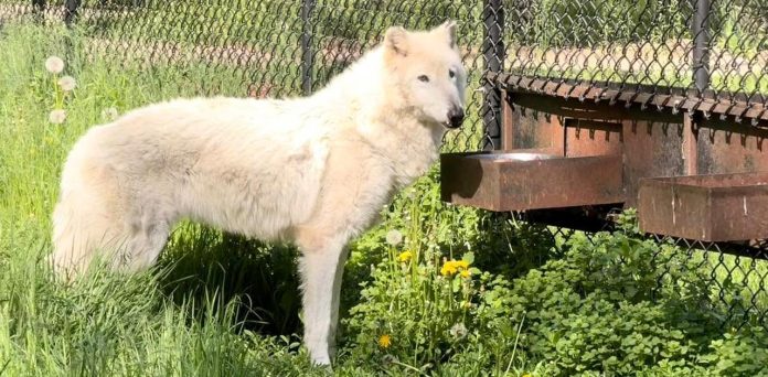 malakai-wolf Malakai the wolf at Wildwood