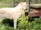 Wildwood Zoo Announces Death of Elderly Timber Wolf “Malakai” Malakai the wolf at Wildwood
